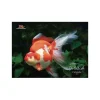 Calendars>Gold Fish 2018 Calendar
