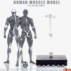 Human Muscle Model (Gray) 1/12 Scale Action Figure Outlet