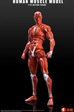 Action Figures>Human Muscle Model (Red) 1/12 Scale Action Figure