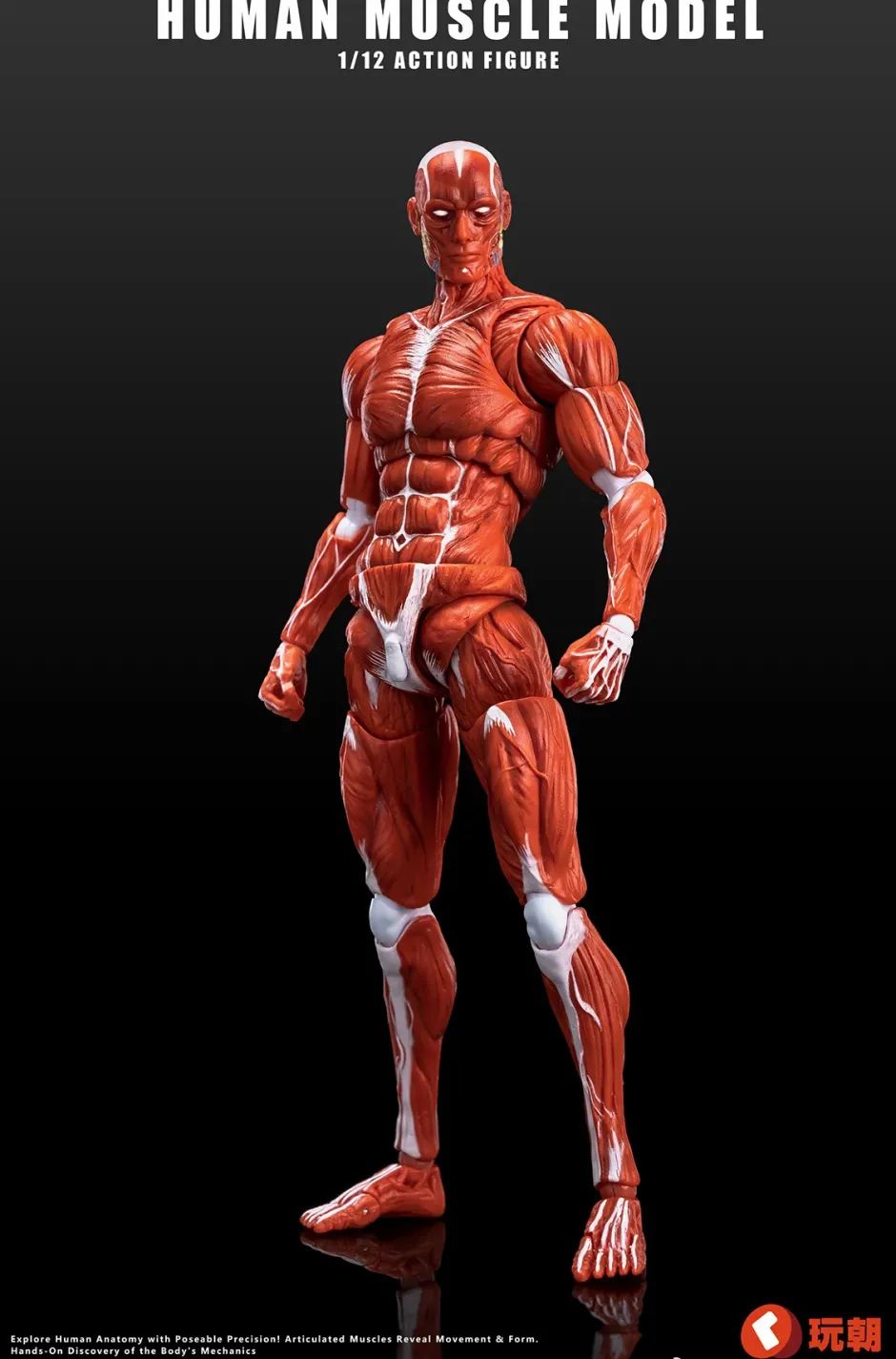 Action Figures>Human Muscle Model (Red) 1/12 Scale Action Figure