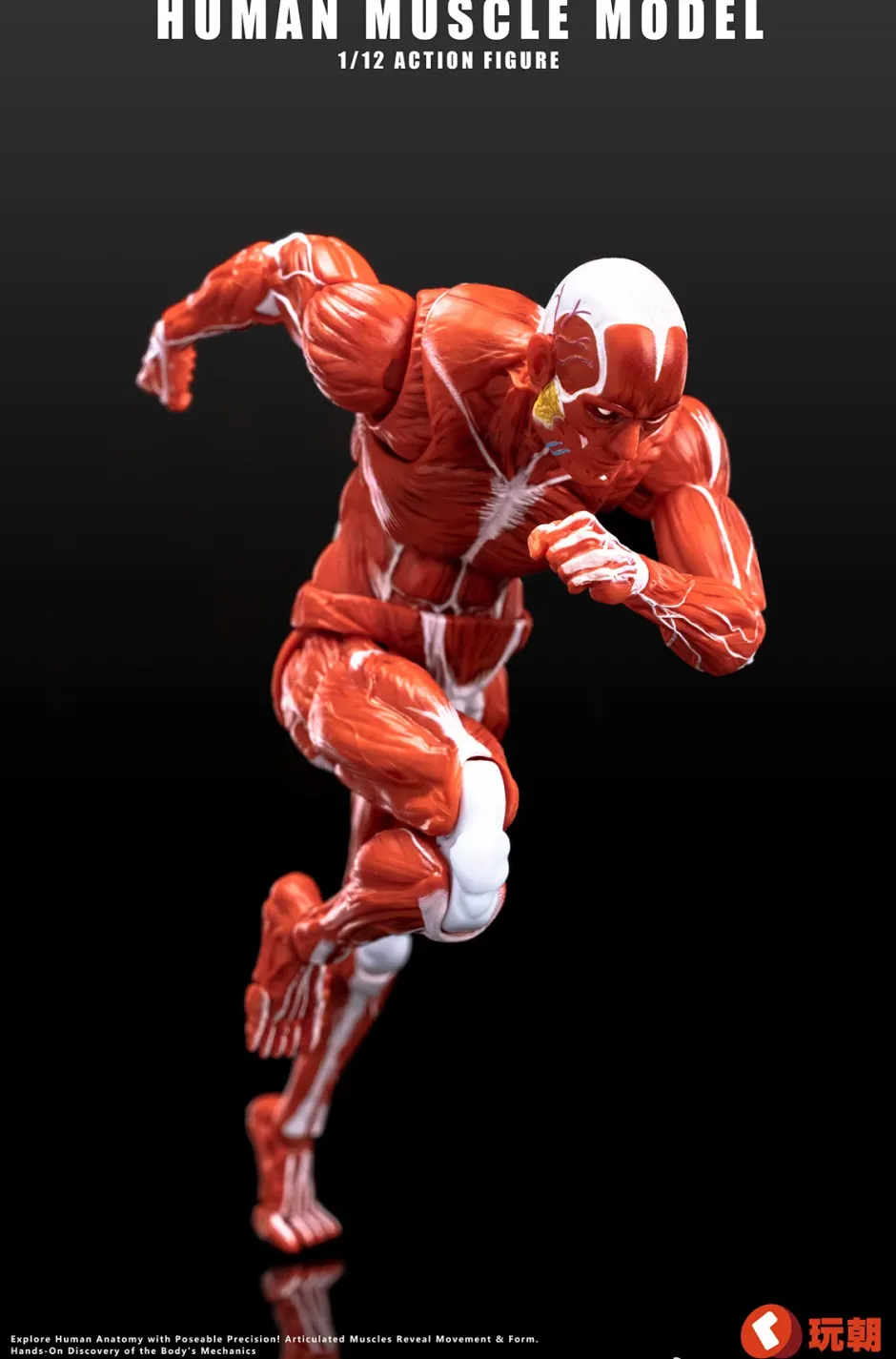 Action Figures>Human Muscle Model (Red) 1/12 Scale Action Figure