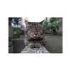 Calendars>Japan Society For The Prevention Of Cruelty To Animals 2018 Calendar