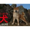 Calendars>Nippon no Inu 2024 Calendar